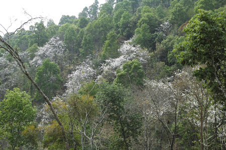 白花の咲く山