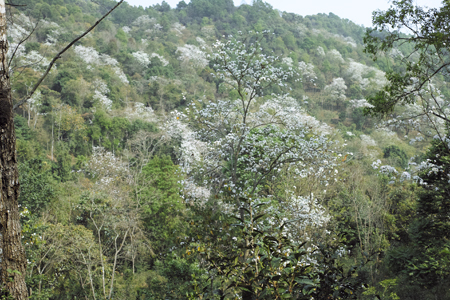 白花の咲く山