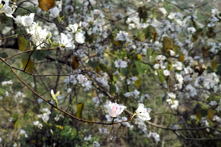 白花