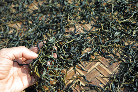章朗古樹春天散茶2016年