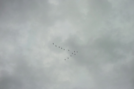 雲と鳥