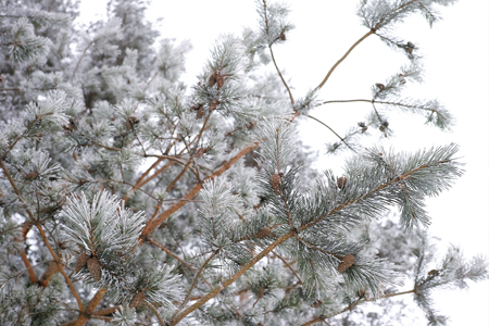 赤松の葉と雪