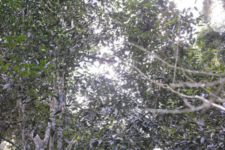 刮風寨茶坪の茶王樹