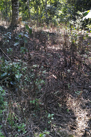 除草剤の撒かれた地面