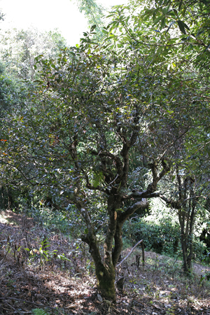 古茶樹の周りにも除草剤