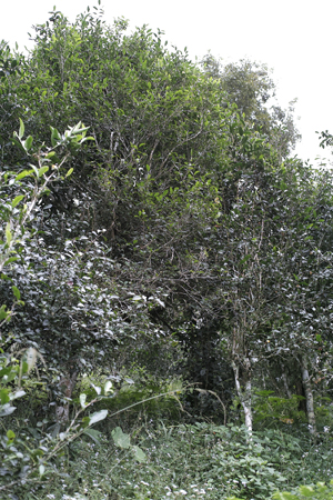 茶樹