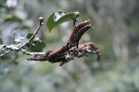 虫糞茶の虫