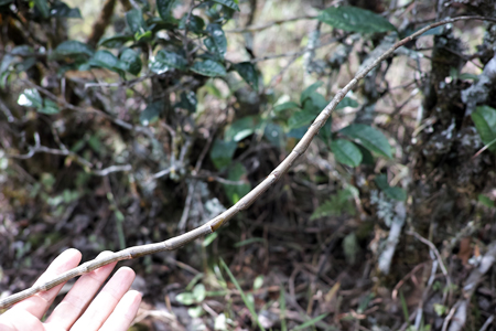 茶樹の寄生植物