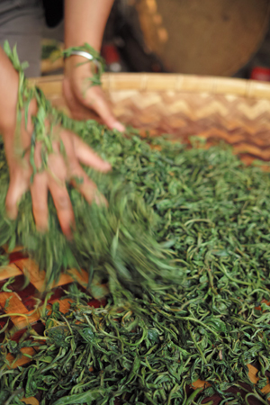 春尖の茶葉