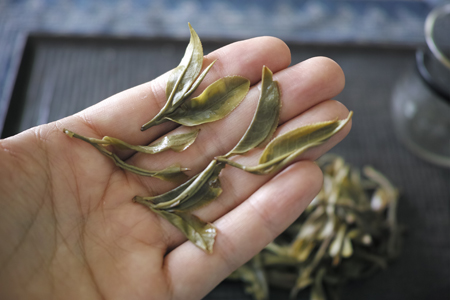 新芽若葉