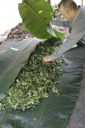 茶葉