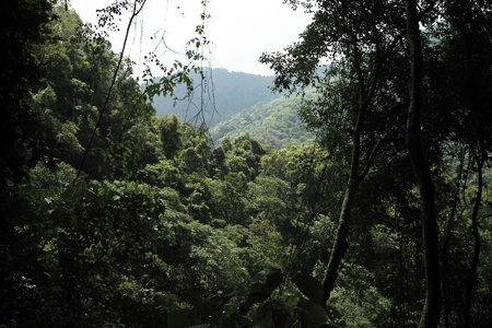 山