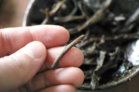 葉底の茎