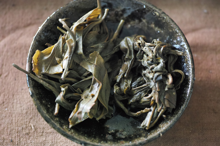 右が納豆菌の繁殖した茶葉