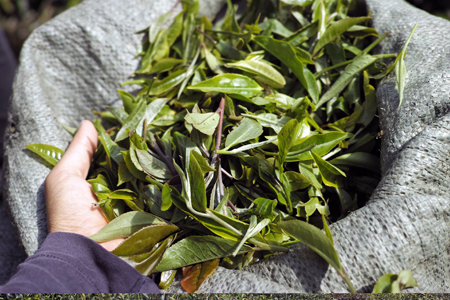 茶葉