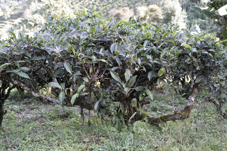 茶樹