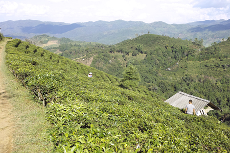 台地茶