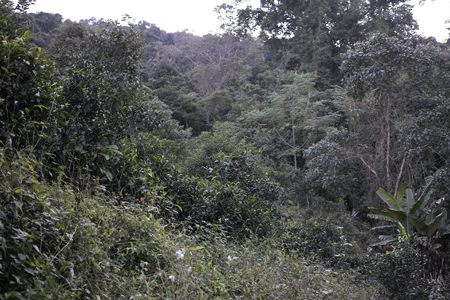 茶地
