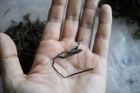 茶葉