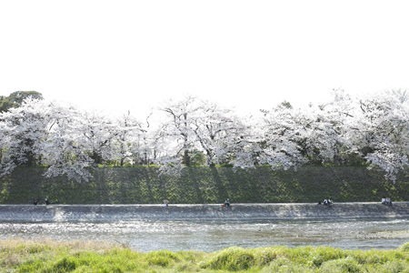 桜