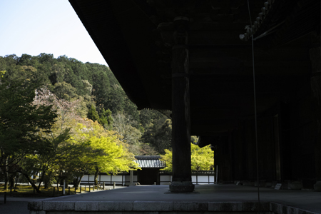 陰