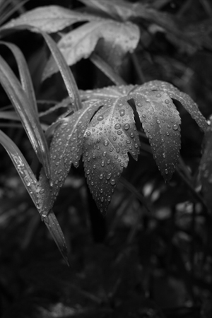 雨