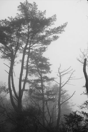 霧