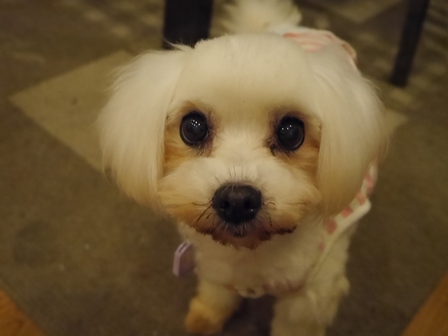 せいこちゃん5.jpg