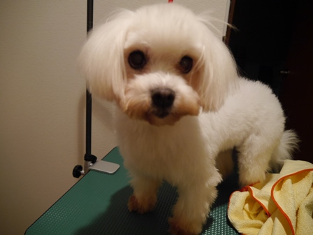 せいしゃん1.jpg
