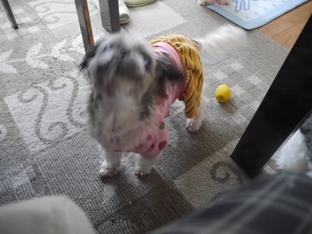 ぱん4.jpg