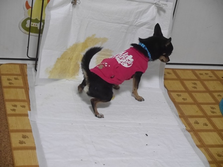 せぶんおぺ2.jpg