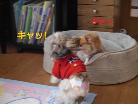¥Ù¥Ã¥É3.jpg