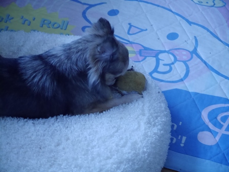 ぼーる1.jpg