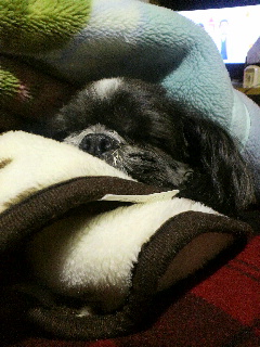 ことくん20140223.jpg