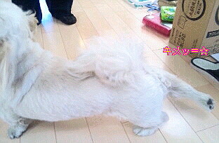 キメポーズ.jpg