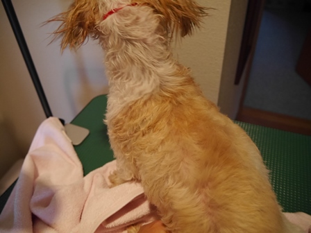 しゃんぷー2.jpg