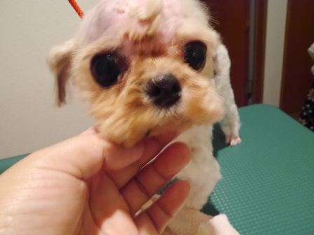 しゃん6.jpg