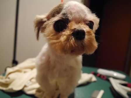 ちびしゃん8.jpg