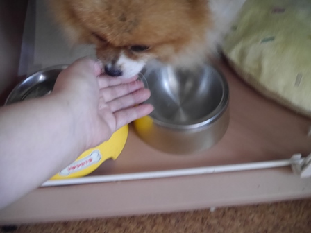 ぽんるす5.jpg