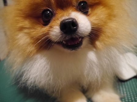 ぽんとり4.jpg
