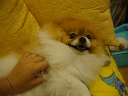 ぽんとり7.jpg