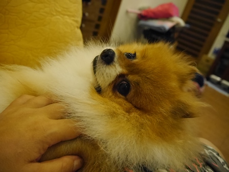 ぽんとり9.jpg