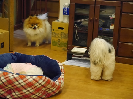 がんばれ1.jpg