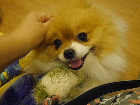 がんばれ3.jpg