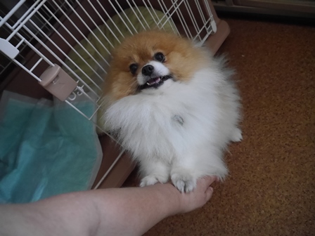 ぽ4.jpg