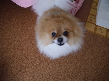 ぽん1.jpg