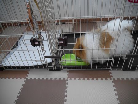 ぽんとら1.jpg