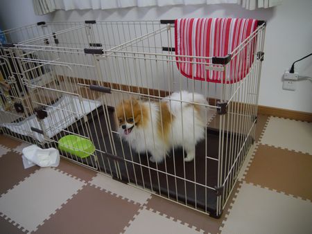 ぽんとら4.jpg
