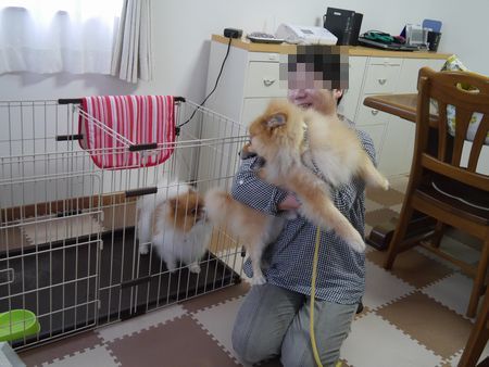 ぽんとら報告.jpg