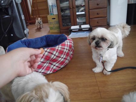 りーふおやつ1.jpg